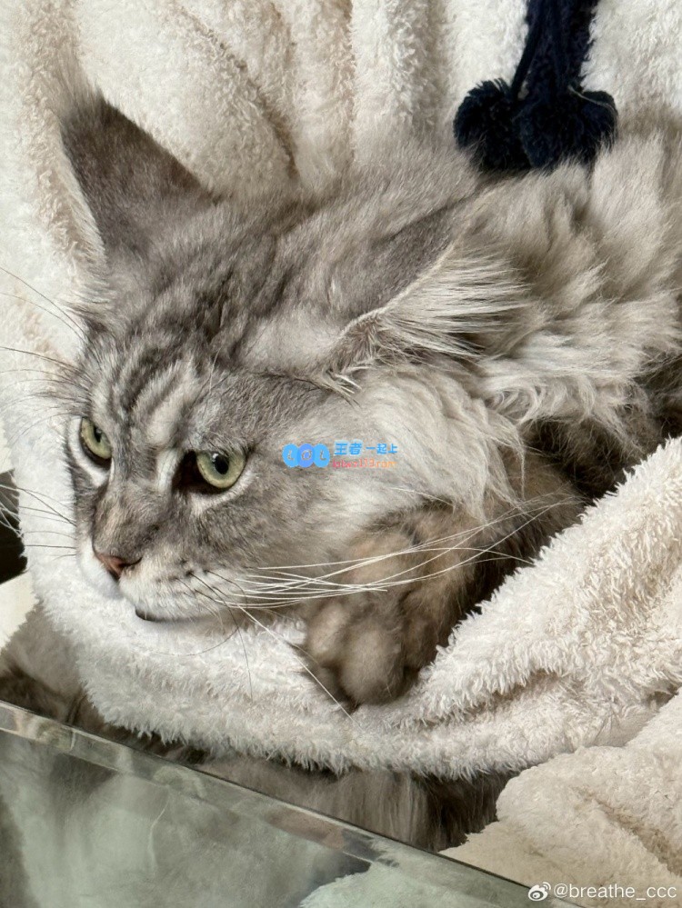 呼吸哥分享猫咪照片：提前祝愿大家新春快乐，愿蛇年带来好运与幸福