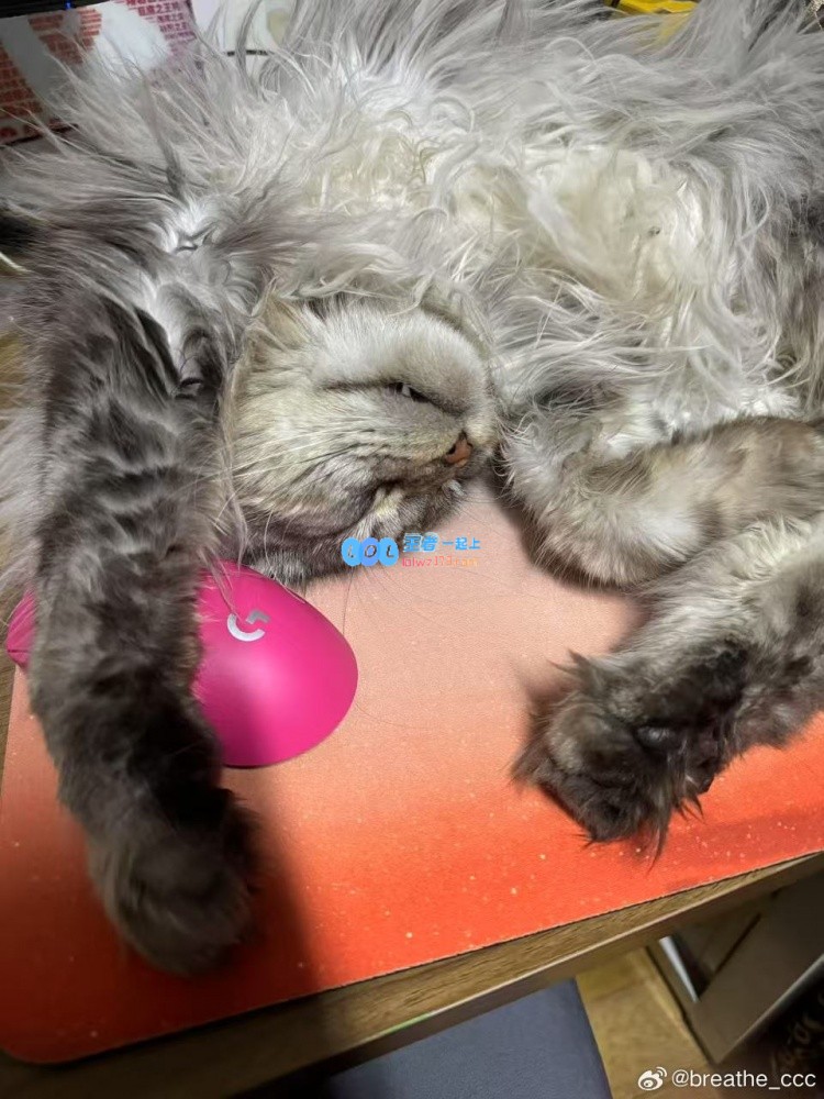 呼吸哥分享猫咪照片：提前祝愿大家新春快乐，愿蛇年带来好运与幸福