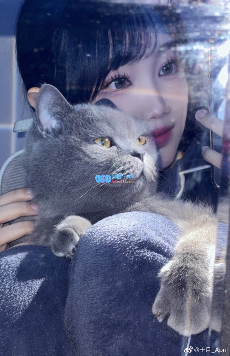 追逐猫咪梦！十月萌照分享：Live实况下的可爱胖胖们~