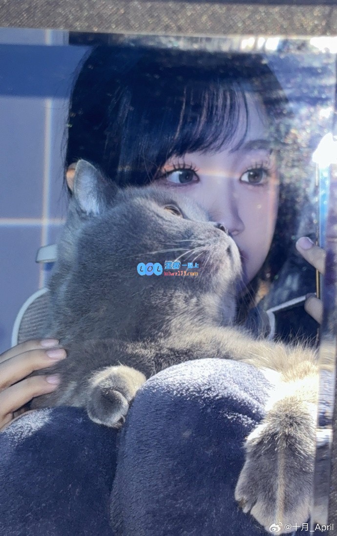 追逐猫咪梦！十月萌照分享：Live实况下的可爱胖胖们~