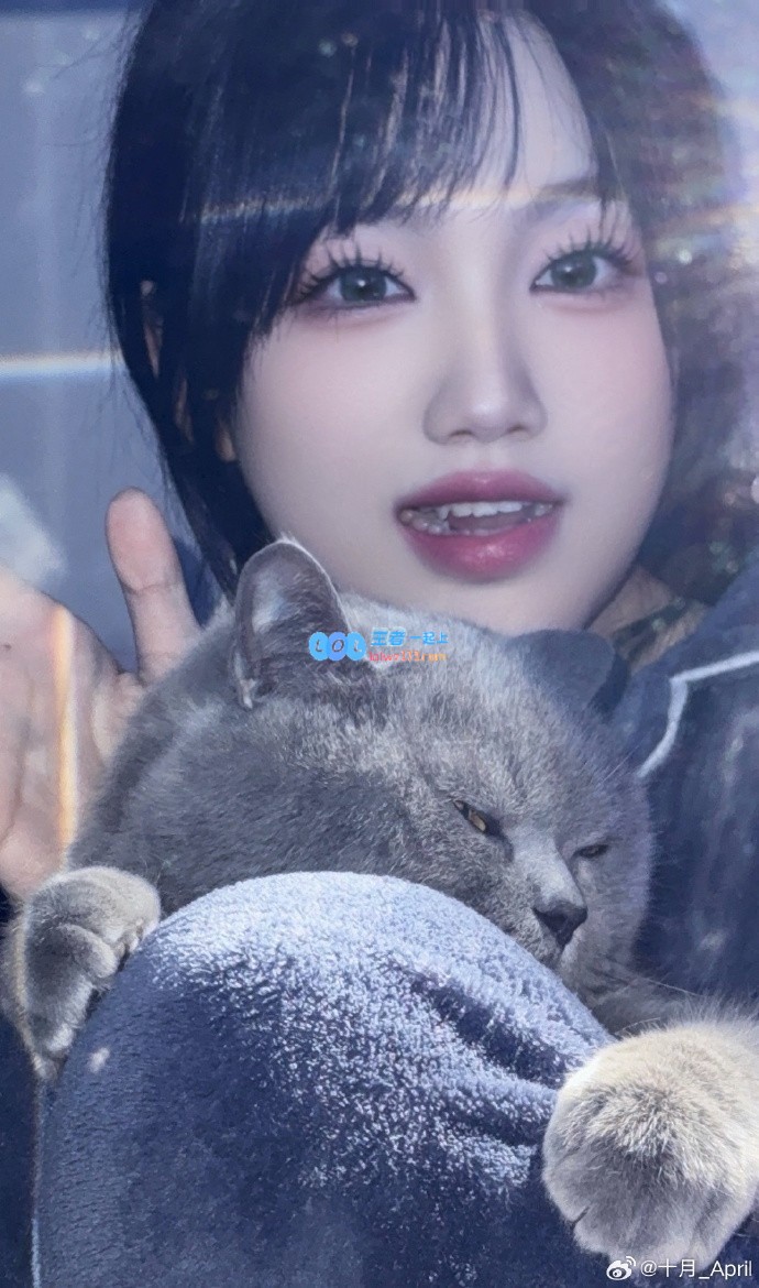 追逐猫咪梦！十月萌照分享：Live实况下的可爱胖胖们~