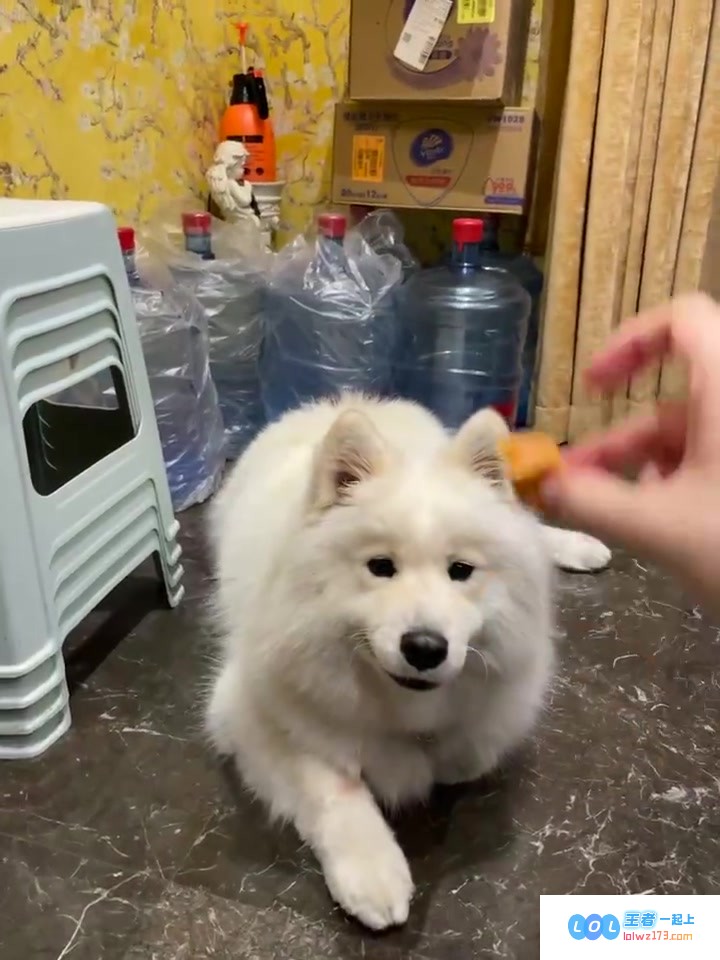Tarzan更新动态分享爱犬日常：训练小狗Bali又一次以失败告终，流口水的可爱小狗真令人心疼☹️