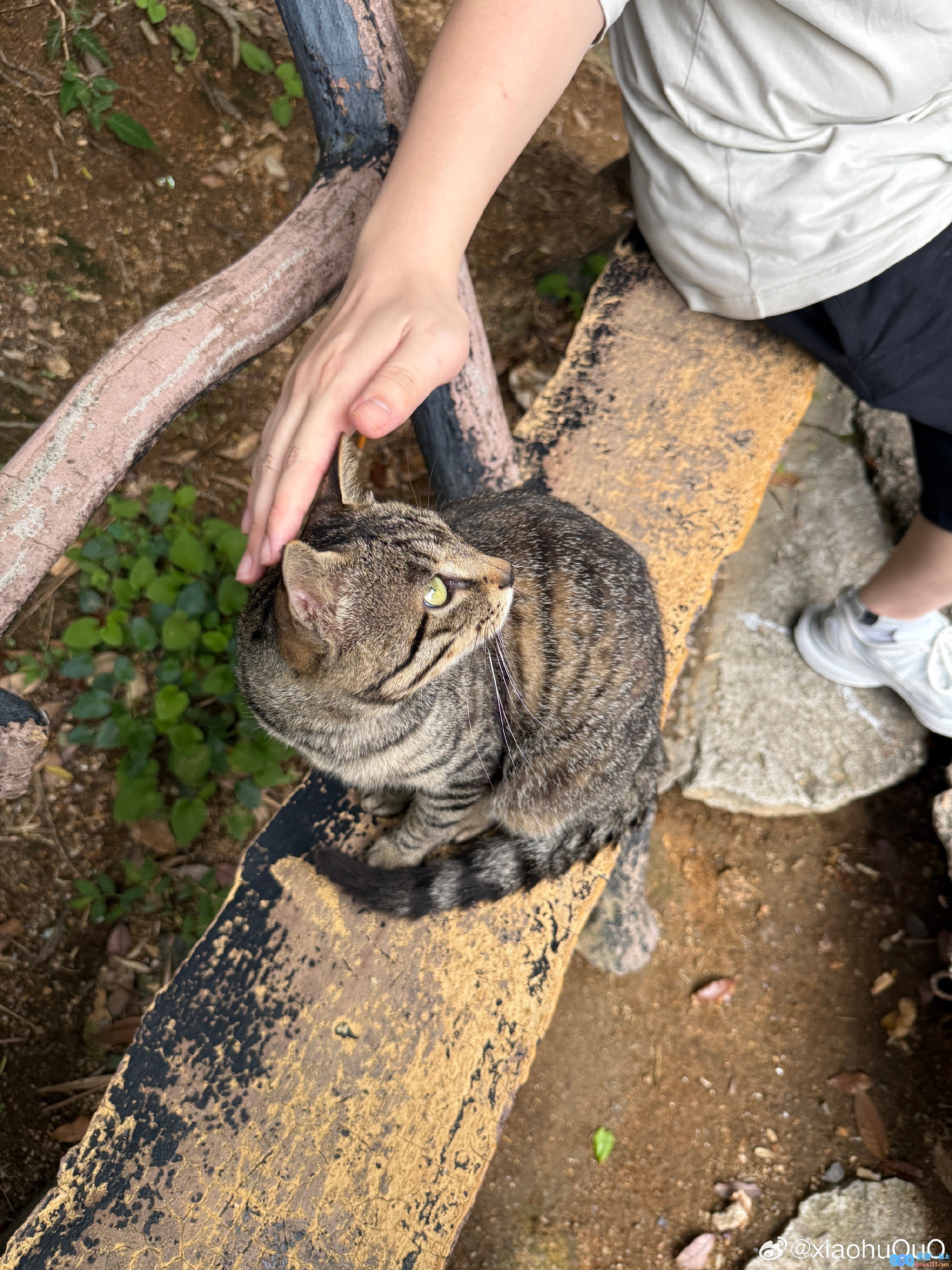 WBG中单Xiaohu分享江西三清山旅游照：手持登山杖+偶遇猫猫，旅途中的心灵邂逅