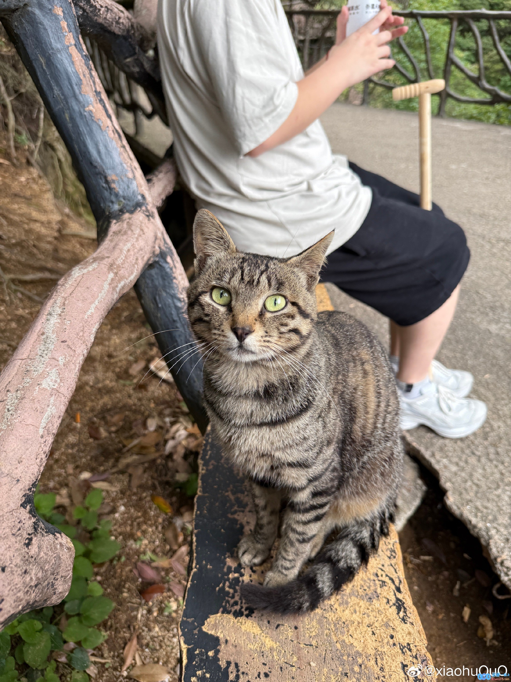 WBG中单Xiaohu分享江西三清山旅游照：手持登山杖+偶遇猫猫，旅途中的心灵邂逅